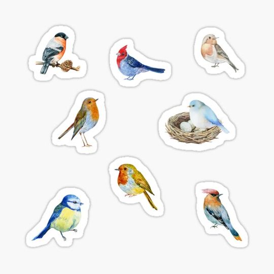 Discover Watercolor Wild Forest Birds