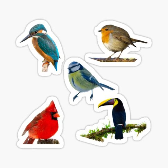 Discover Bird Sticker Pack