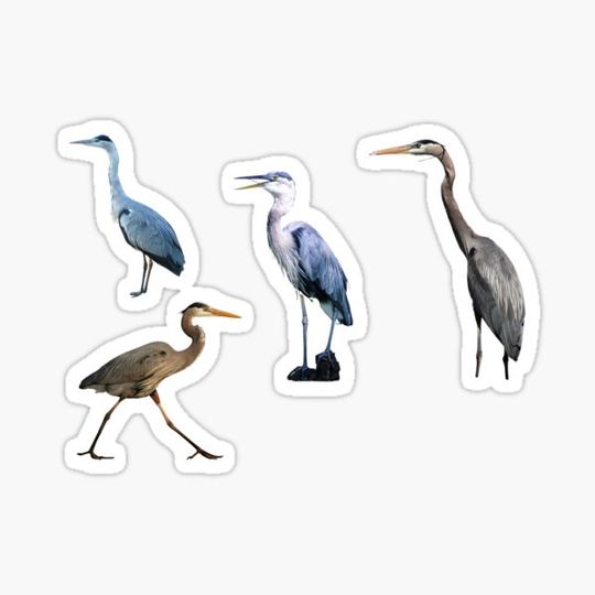 Discover Great Blue Herons