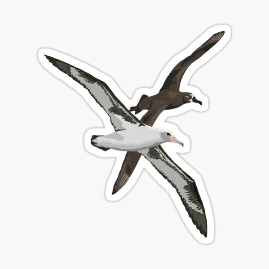 Discover Laysan Albatross and Black-footed Albatross