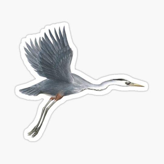 Discover Great Blue Heron Flying Bird Art