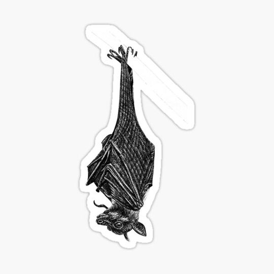 Discover Flying fox bat