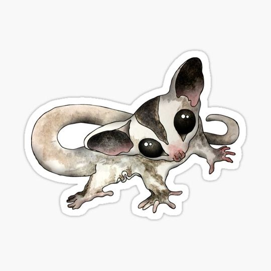 Discover Cutest Baby Sugar Glider.