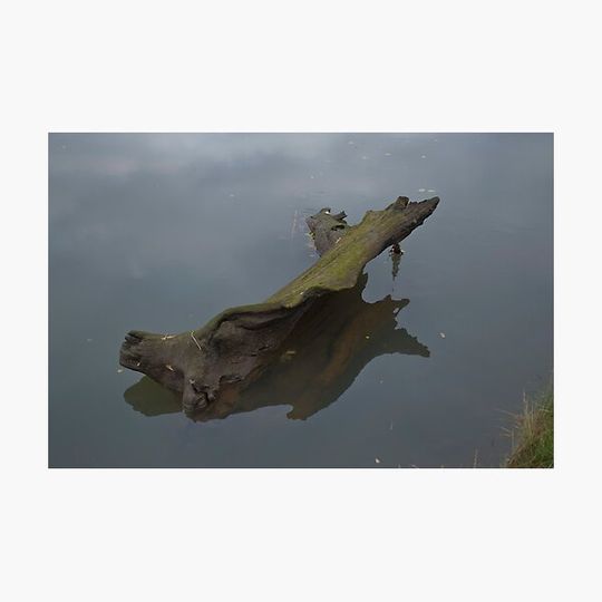Discover Driftwood