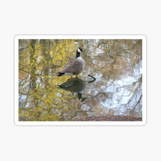 Discover Canada goose