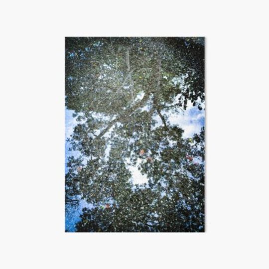 Discover Reflection of trees and blue sky taken from a puddle of water on the ground. Do you ever pause and reflect on such reflections ?