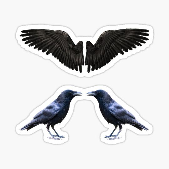 Discover birds