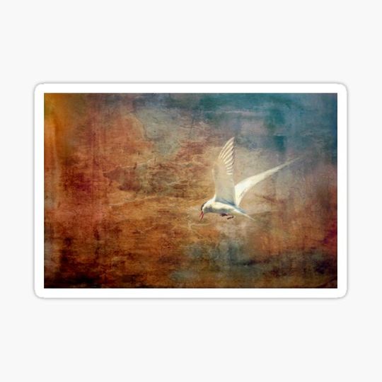 Discover The flight of the Artic Tern