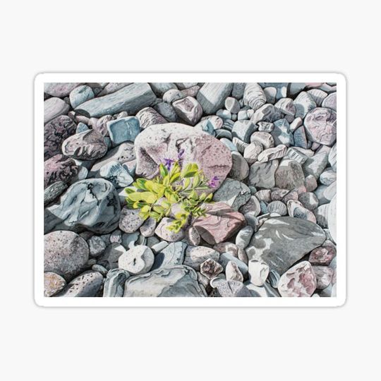 Discover Beach Peas