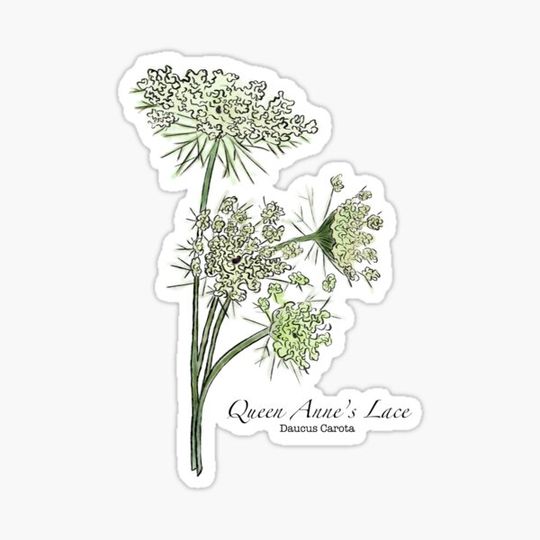 Discover Queen Anne’s Lace
