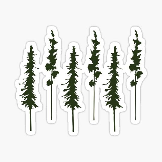 Discover Pine Tree