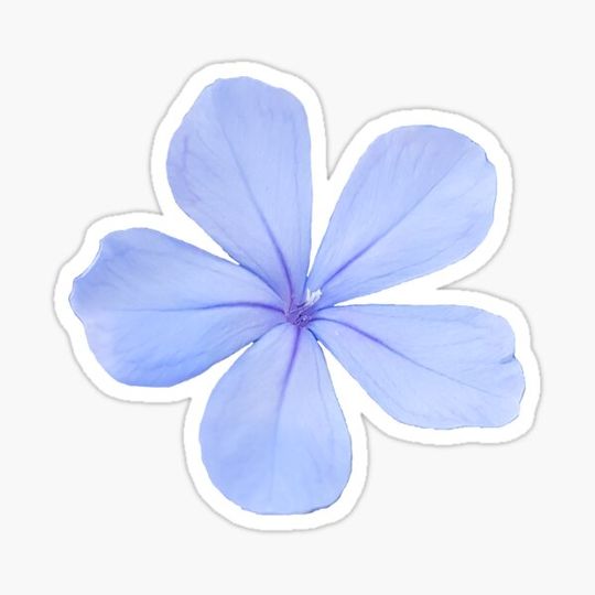 Discover Blue Flower on a transparent background
