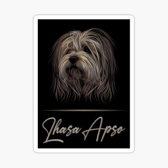 Discover Elegant Lhasa Apso