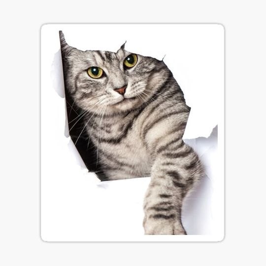 Discover Cat breaking paper funny