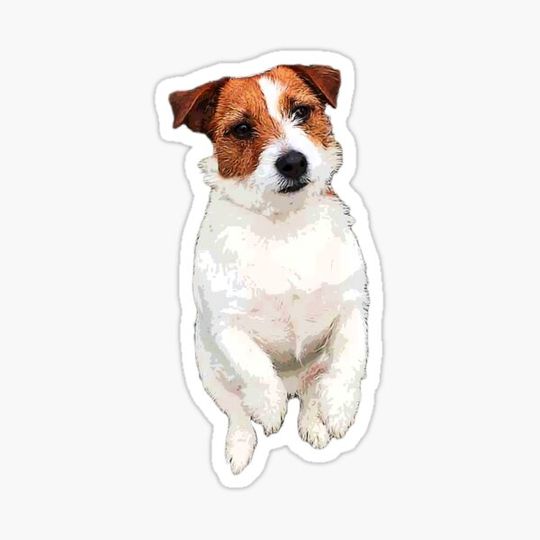 Discover Jack Russell Terrier Cute Puppy Dog