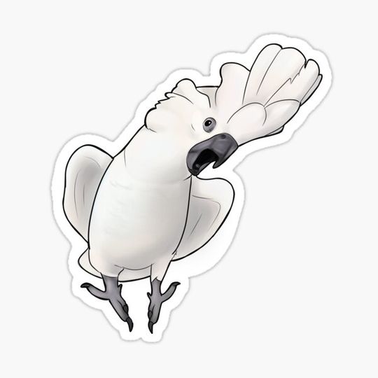 Discover Screaming Cockatoo
