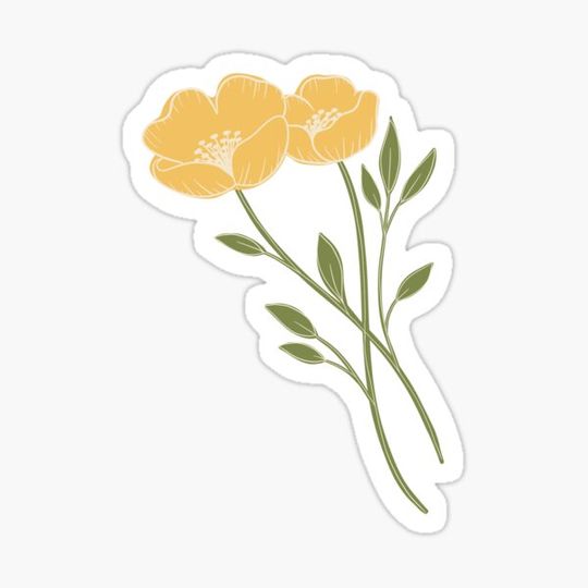 Discover Poppy Flowers