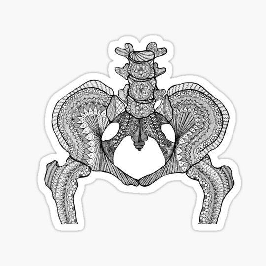 Discover Skeleton Pelvis