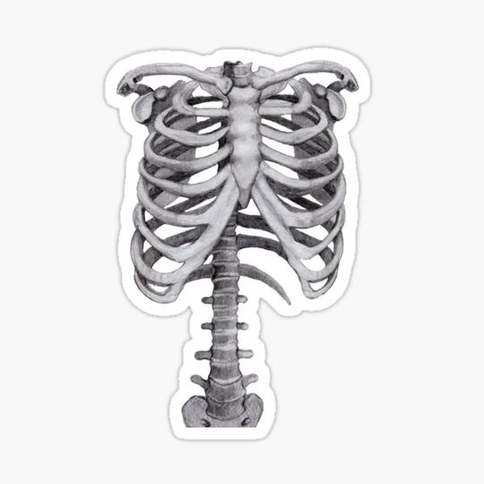 Discover Ribs Sketch - Anatomy Drawing - Skeleton