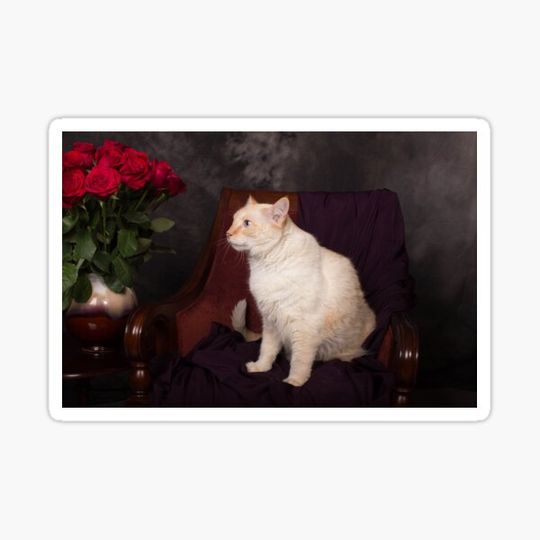 Discover Cat & Roses