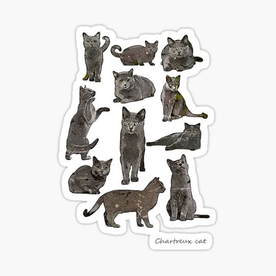 Discover Chartreux cat | Watercolor Painting | Cat collection