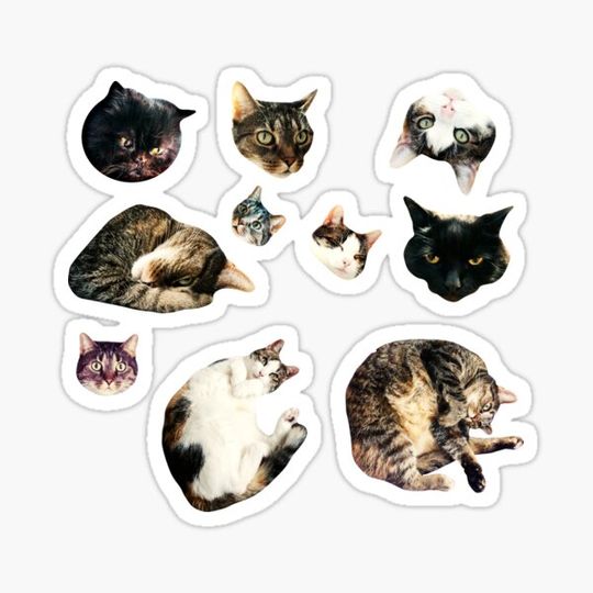 Discover Cats