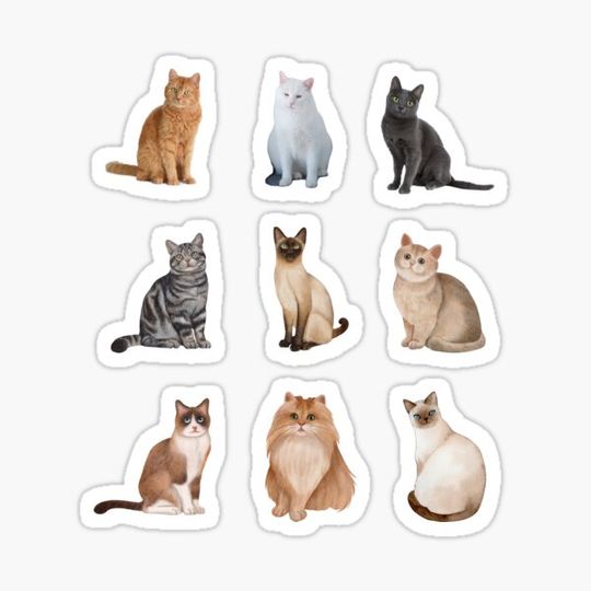 Discover Feline Design