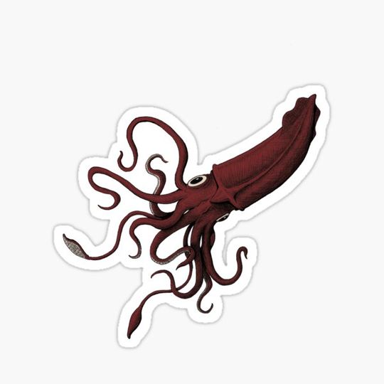 Discover Squid Drawing