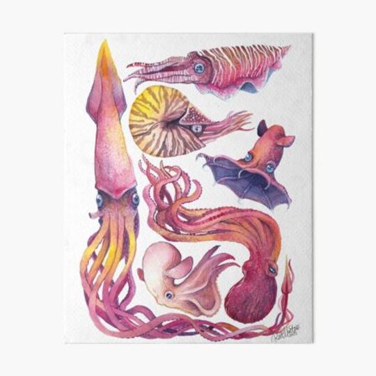 Cephalopods