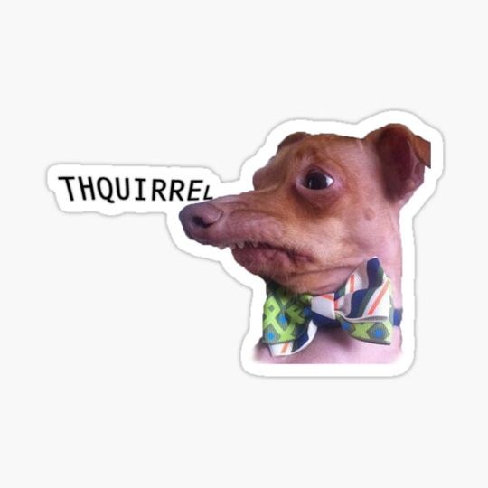 Discover quirky pup