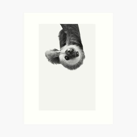 Discover Sloth