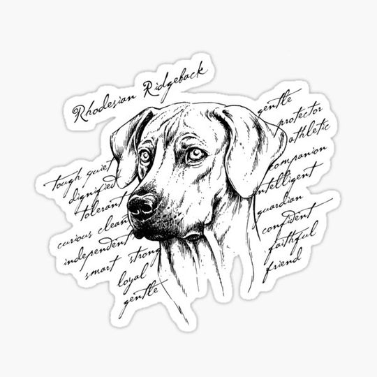 Discover Rhodesian Ridgeback