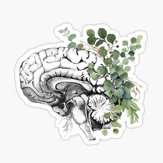 Discover Human brain illustration with eucaliptus leaves, brain art, psychology vintage style