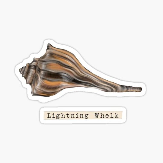 Discover Seashell Series Lightning Whelk