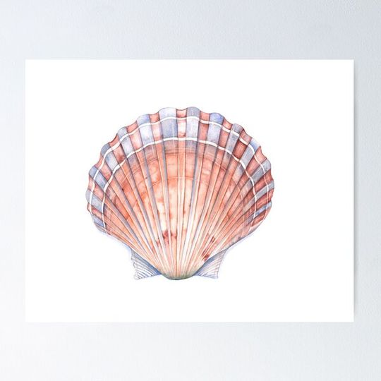 Discover Seashell