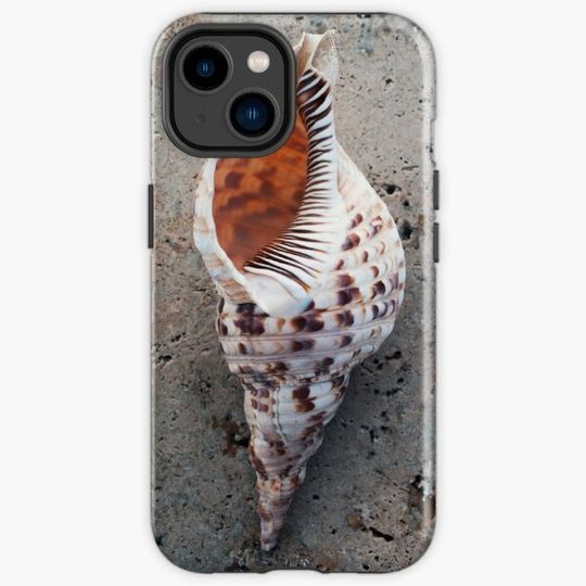 Discover Conch Seashell