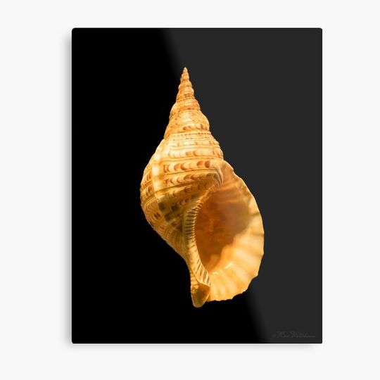 Discover Seashell at Museum of Natural History