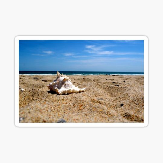Discover Seashell Splendor