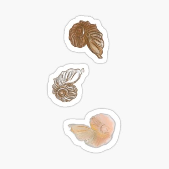 Discover Three seashell