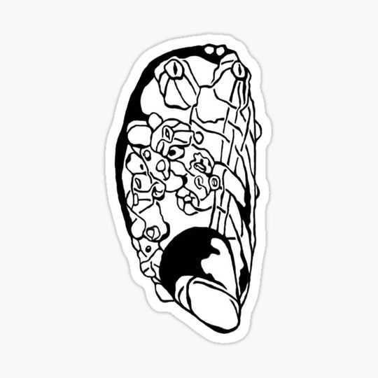 Discover Seashell #2