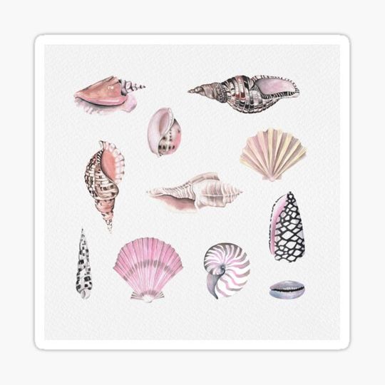 Discover Tropical beach comber, hand painted water colour shells.