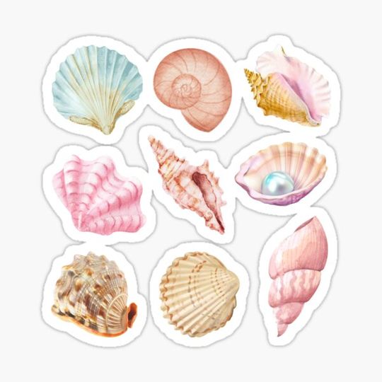 Discover Sea Shell
