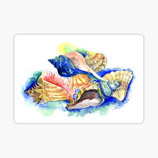Discover seashells