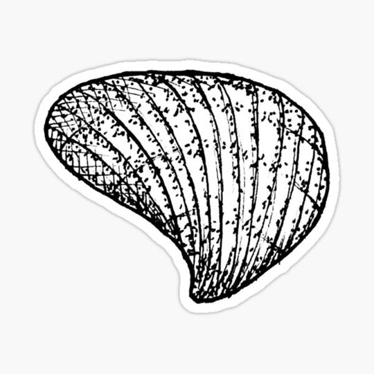 Discover Sea Shell