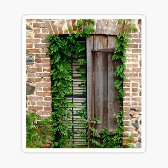 Discover Old Window with Missing Shutter and Growing Ivy