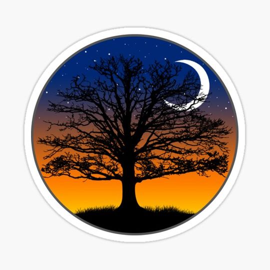 Discover Sunset in the Woods