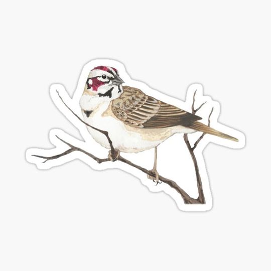 Discover Lark Sparrow