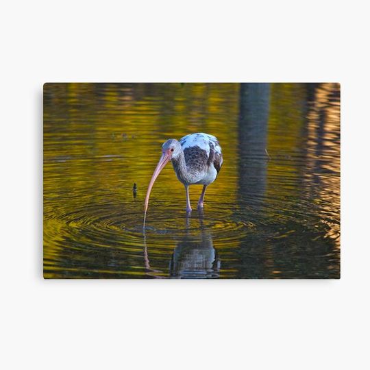 Discover Immature Ibis