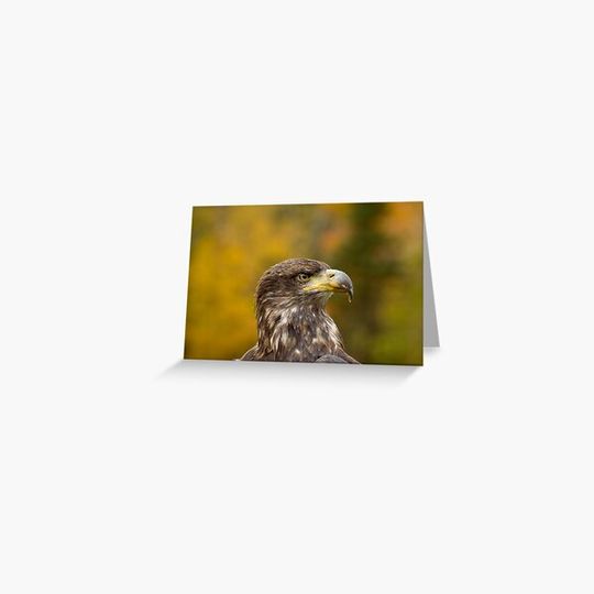 Discover Immature Bald Eagle