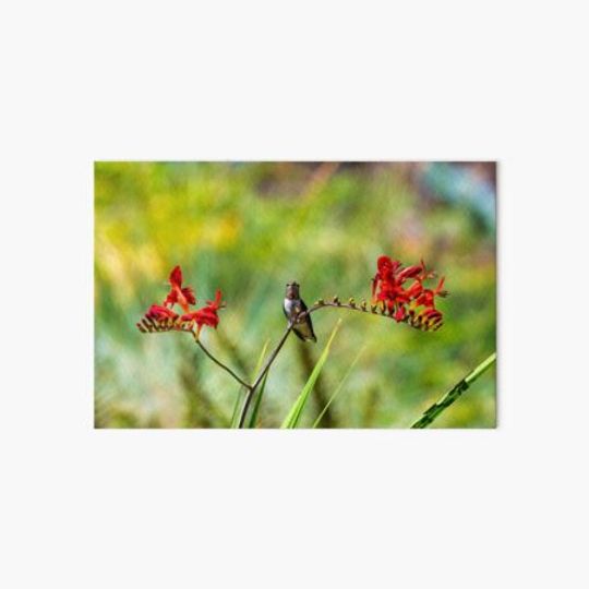 Discover Immature male Rufous Hummingbird perched on a stalk of Crocosmia flowers summertime
